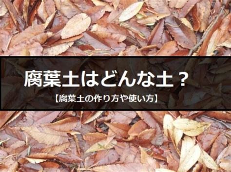 腐葉土|腐葉土とは？家庭園芸でも効果はある？落ち葉からの。